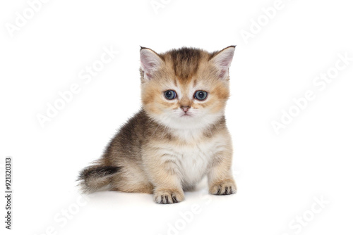 Small, funny Scottish kitten with short legs.