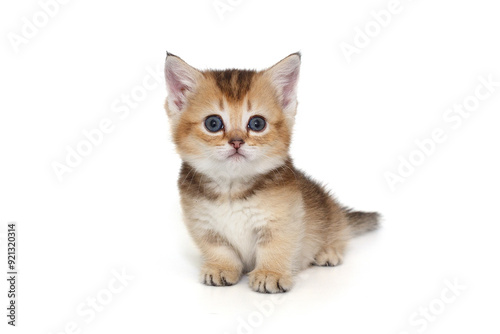 Small Scottish kitten with short legs.