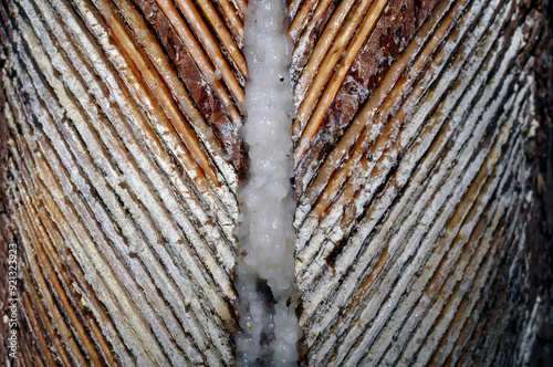 Pine trunk after collecting resin. Cuttings on the trunk.