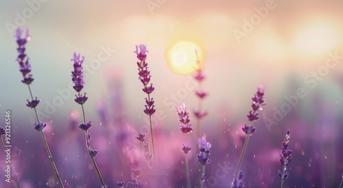 Lavender Fields at Sunset in a Serene Landscape
