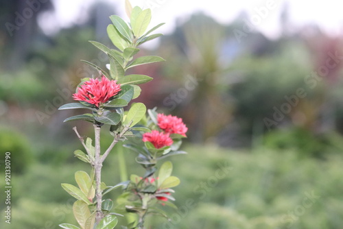 Close up pink ixora coccinea green leaf plant with flower garden floral.  photo