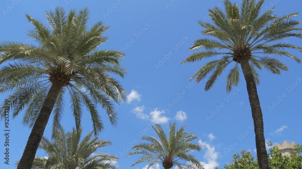 POV View of palm trees from below. Palm trees on the street against the background of the blue sky slow motion POV View of palm trees from below. Palm trees on the street against the background of the blue sky slow motion