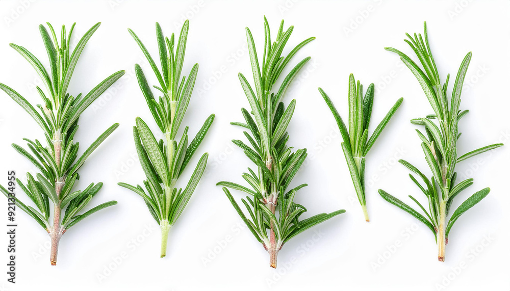Fototapeta premium Green rosemary branches isolated on white background. Top view. Close-up.