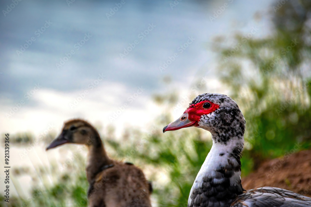 duck family walking on land in animals world. adult male and female muscovy duck protect fluffy duckling on ground. small colorful fluffy birds flock looking for food on ground have grass and plants duck family walking on land in animals world. adult male and female muscovy duck protect fluffy duckling on ground. small colorful fluffy birds flock looking for food on ground have grass and plants