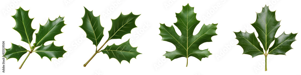 Fototapeta premium Collection of green leaves with various shapes, perfect for nature-themed designs and backgrounds. transparent background