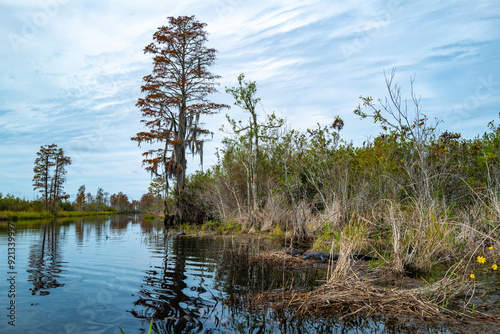 An alligator resting in serene waters surrounded by lush vegetation under sunny skies, Okefenokee Swamp, Georgia, USA