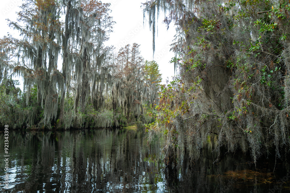 View image of swamp cypress trees reflecting in the calm water in the swamp, Okefenokee Swamp, Georgia, USA View image of swamp cypress trees reflecting in the calm water in the swamp, Okefenokee Swamp, Georgia, USA
