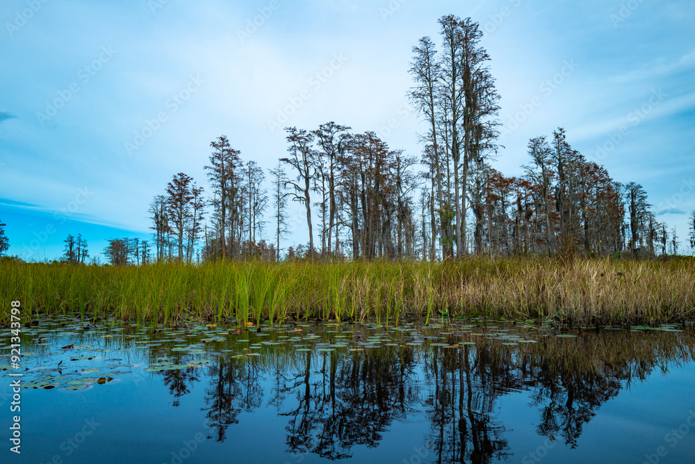 A serene image of tall cypress trees reflected in a calm pond, Okefenokee Swamp, Georgia, USA A serene image of tall cypress trees reflected in a calm pond, Okefenokee Swamp, Georgia, USA