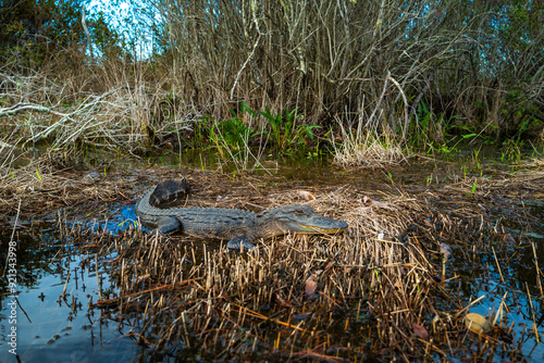 An alligator resting in serene waters surrounded by lush vegetation under sunny skies, Okefenokee Swamp, Georgia, USA photo