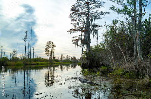 An alligator resting in serene waters surrounded by lush vegetation under sunny skies, Okefenokee Swamp, Georgia, USA photo