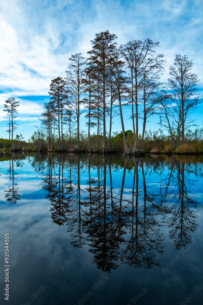 A serene image of tall cypress trees reflected in a calm pond, Okefenokee Swamp, Georgia, USA A serene image of tall cypress trees reflected in a calm pond, Okefenokee Swamp, Georgia, USA