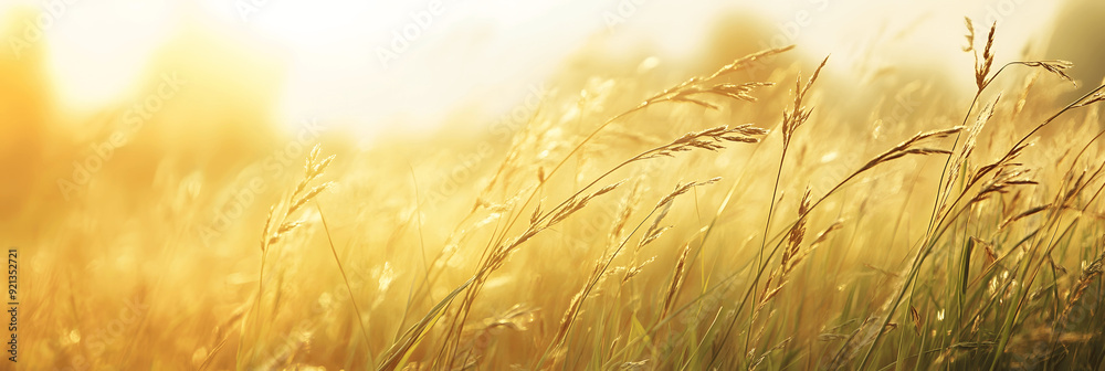 Nature-themed banner with peaceful meadow, tall grass swaying, warm sunlight, space for text
