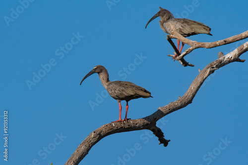 Plumbeous ibis,Theristicus caerulescens, Pantanal, Mato Grosso, Brazil.