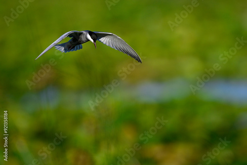 Weißbart-Seeschwalbe // Whiskered tern  (Chlidonias hybrida) - Skutarisee, Motenegro photo