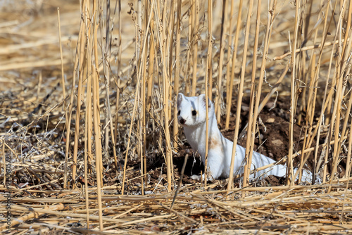 Ermine or Stoat (Mustela erminea) at Monte Vista National Wildlife Refuge photo