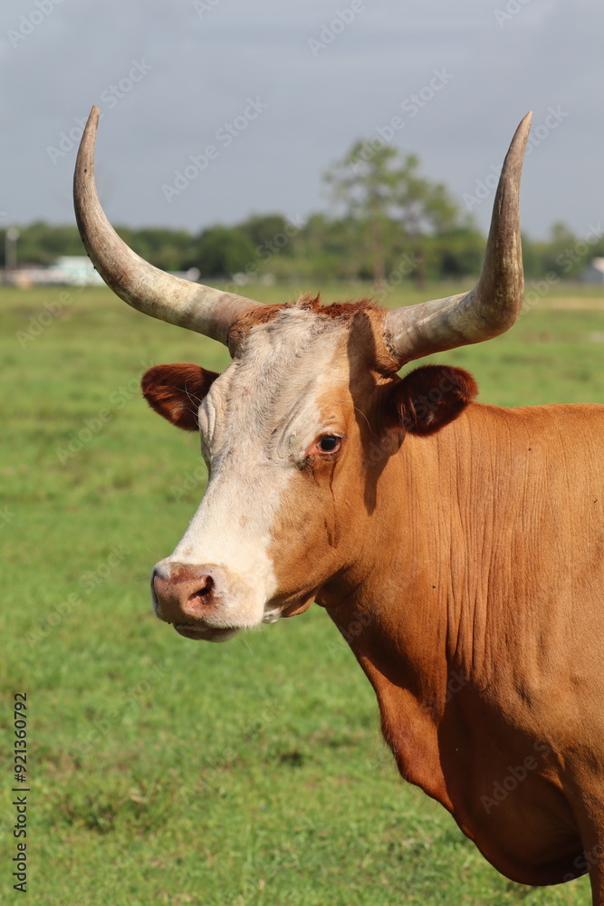 Close-Up Red and White Texas Longhorn Milking Cow Close-Up Red and White Texas Longhorn Milking Cow