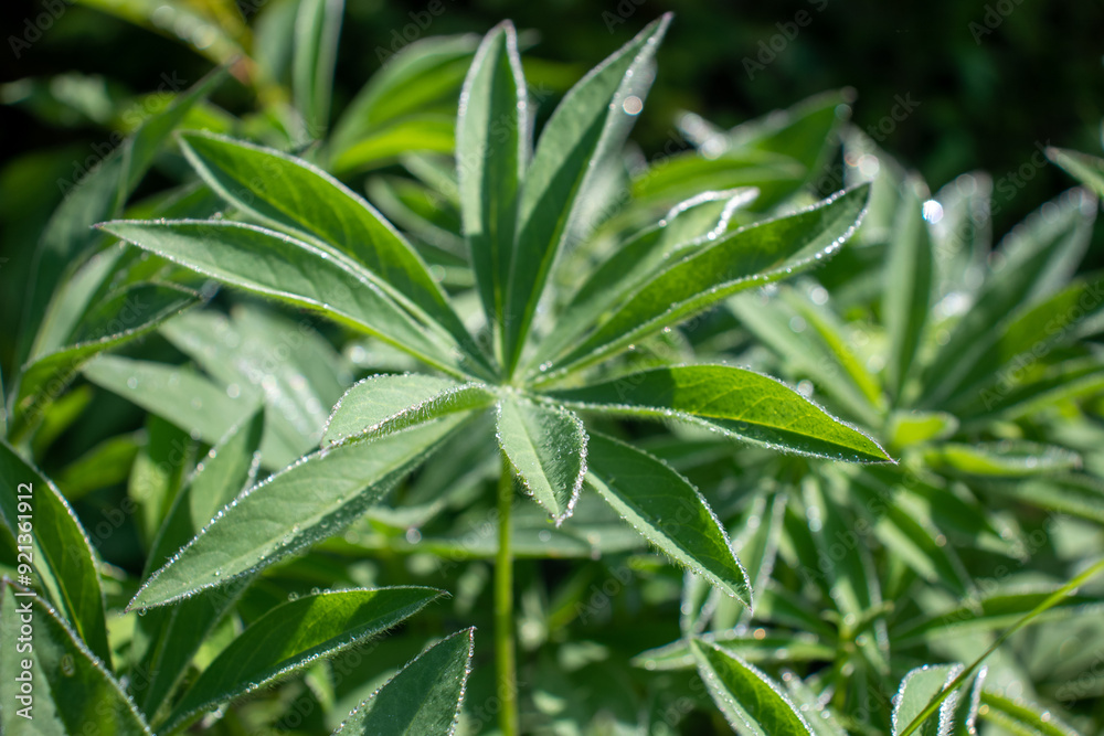 Foliage close-up, dewy Foliage close-up, dewy