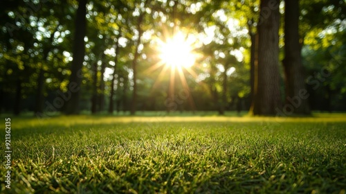 A serene forest clearing with sunlight streaming through the trees