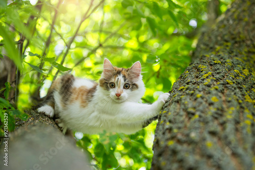 cute kitten standing on tree trunk in sunny summer garden