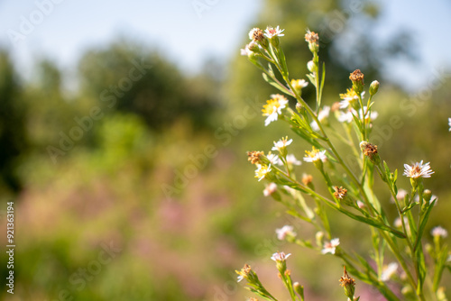 Wildflower close-up