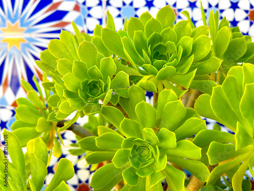 Aeonium on a tile background, flower background