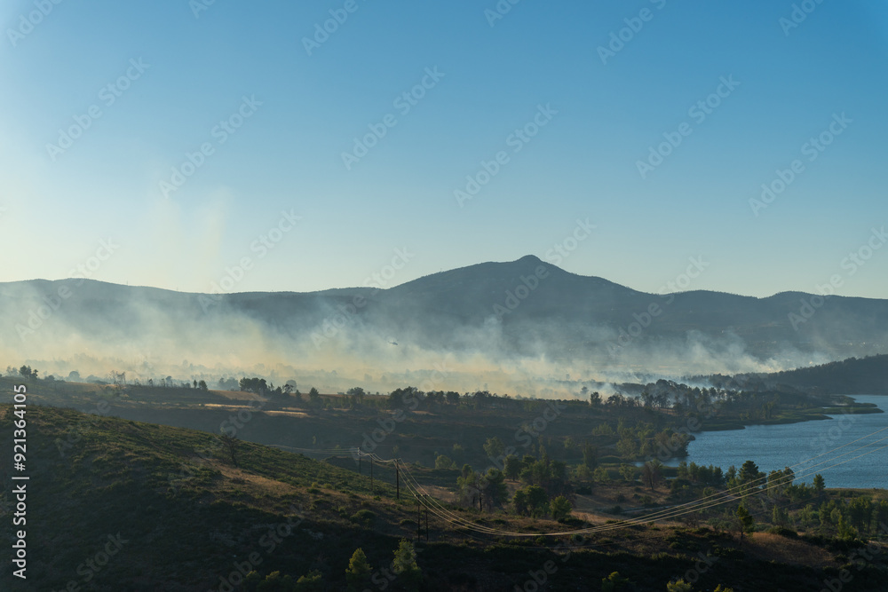 Forest burned on a wildfire