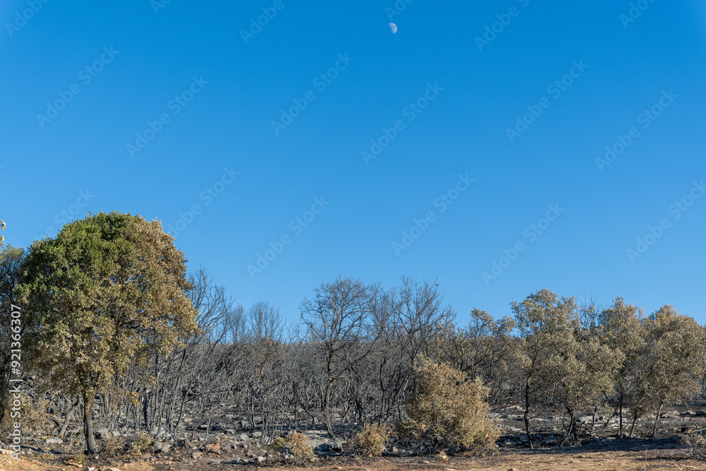 Burned forest on a sunny day