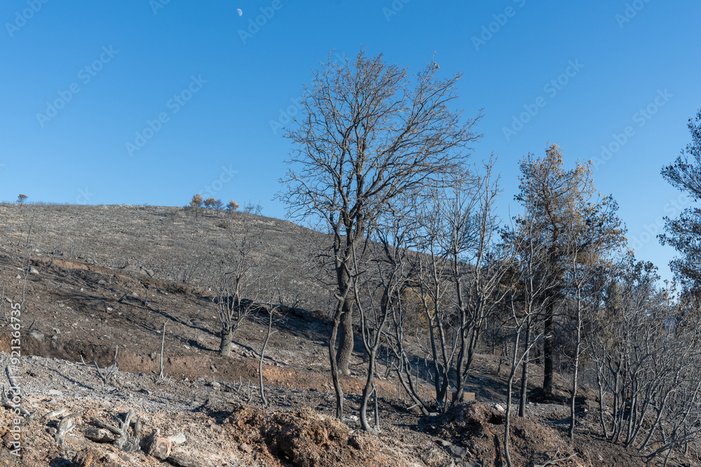 Trees burned on a wildfire