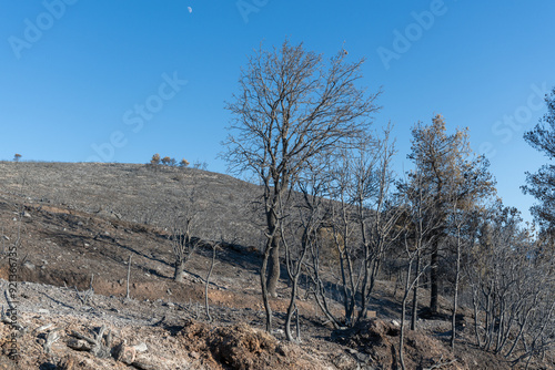Obraz na płótnie Trees burned on a wildfire w salonie