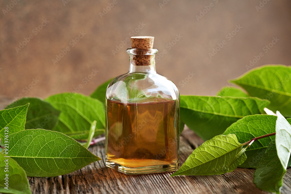 A glass bottle of herbal tincture with fresh japanese knotweed or Reynoutria japonica plant A glass bottle of herbal tincture with fresh japanese knotweed or Reynoutria japonica plant