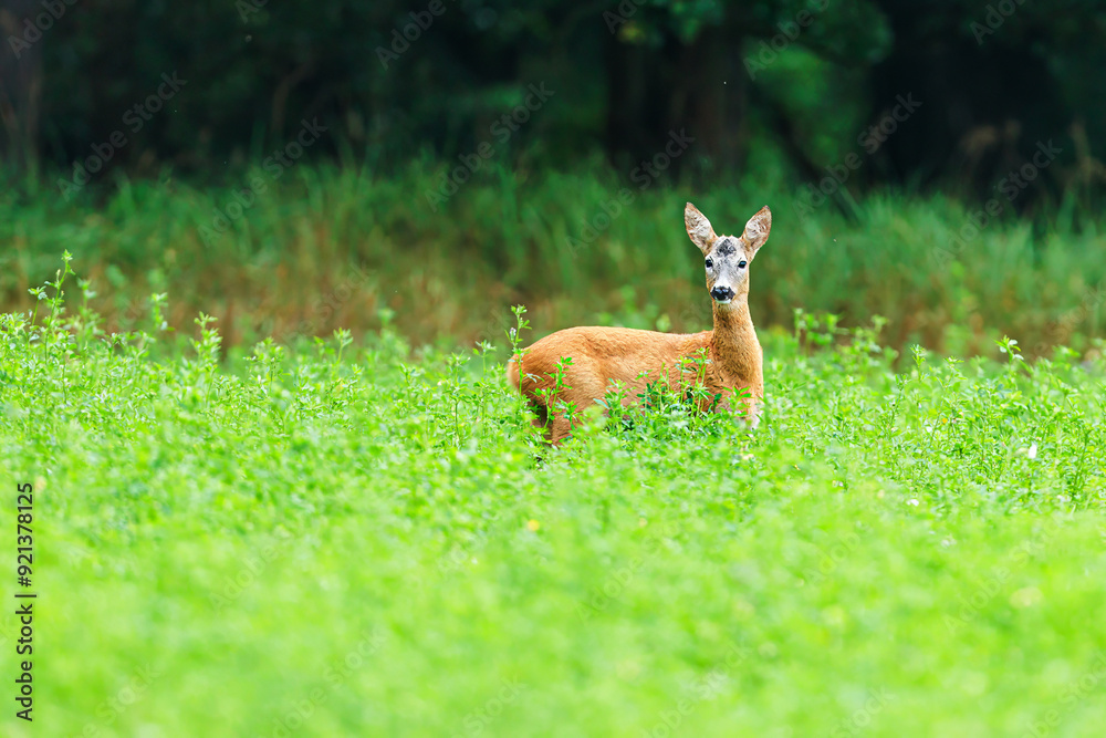 The roe deer (Capreolus capreolus), also known as the roe, western roe deer, or European roe, The roe deer (Capreolus capreolus), also known as the roe, western roe deer, or European roe,