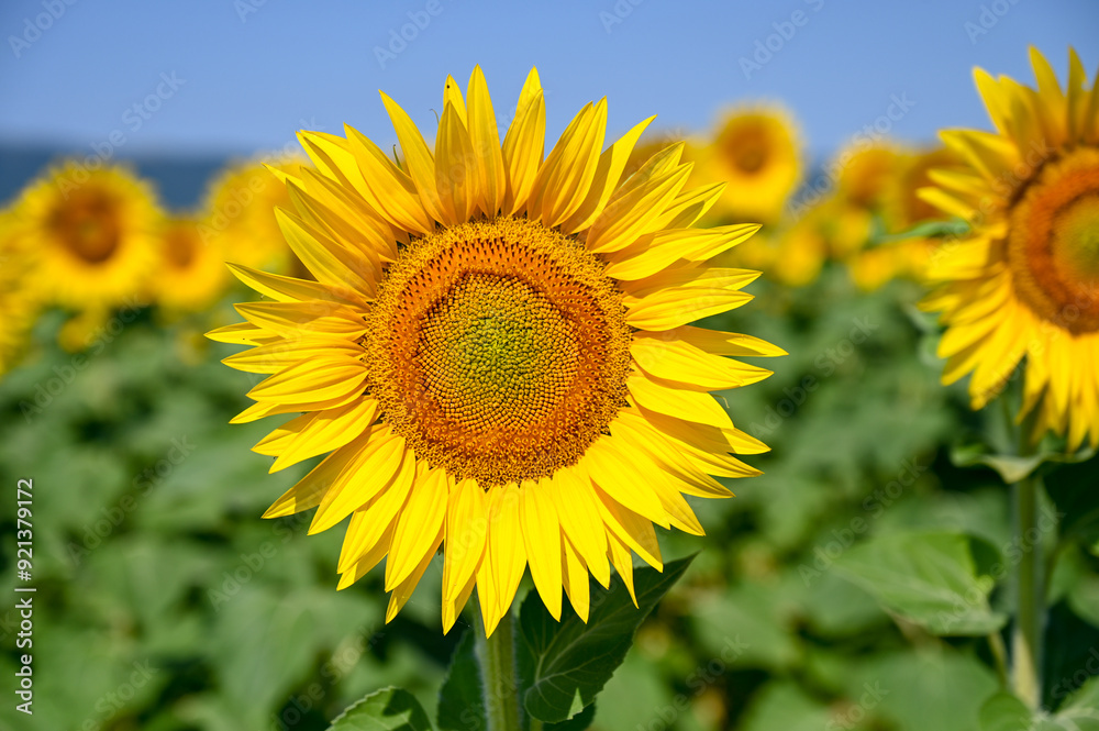 Blooming sunflower in the field. Yellow sunflower flowers in the field, close up. Blooming sunflower in the field. Yellow sunflower flowers in the field, close up.
