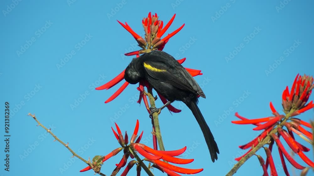 Pássaro preto com pena amarela se alimenta em flores vermelhas em um belo céu azul