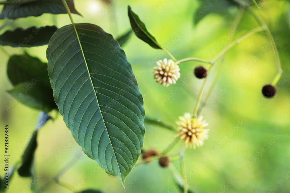 Mitragyna speciosa, a medicinal plant in the garden. Mitragyna speciosa, a medicinal plant in the garden.