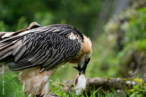 Bearded Vulture on the ground to eat