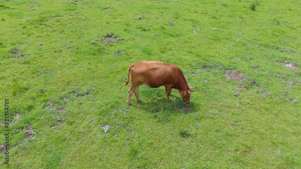 Aerial view of cows grazing on a large green pasture. Filmed with a drone. Sustainable beef farming. Various cows, bulls, and calves on a fenced field, lounging under a tree. Aerial view of cows grazing on a large green pasture. Filmed with a drone. Sustainable beef farming. Various cows, bulls, and calves on a fenced field, lounging under a tree.