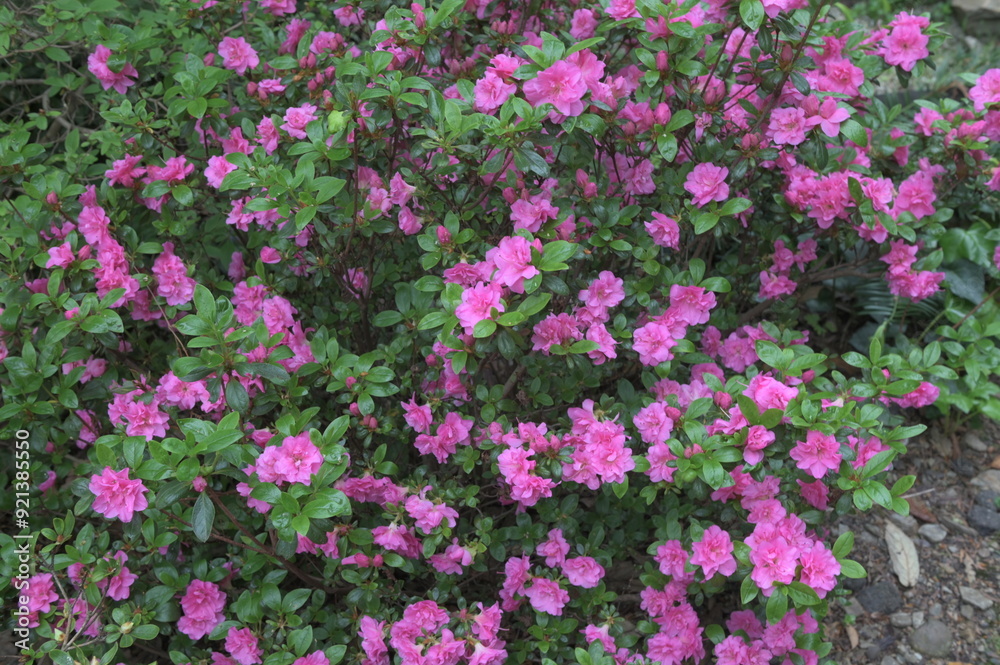 Early azalea (rhododendron prinophyllum) flowers Early azalea (rhododendron prinophyllum) flowers