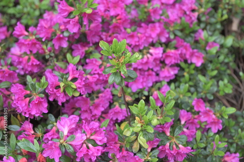 Early azalea (rhododendron prinophyllum) flowers photo