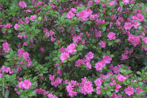 Early azalea (rhododendron prinophyllum) flowers photo