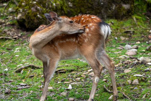 Wild Sika Deer 