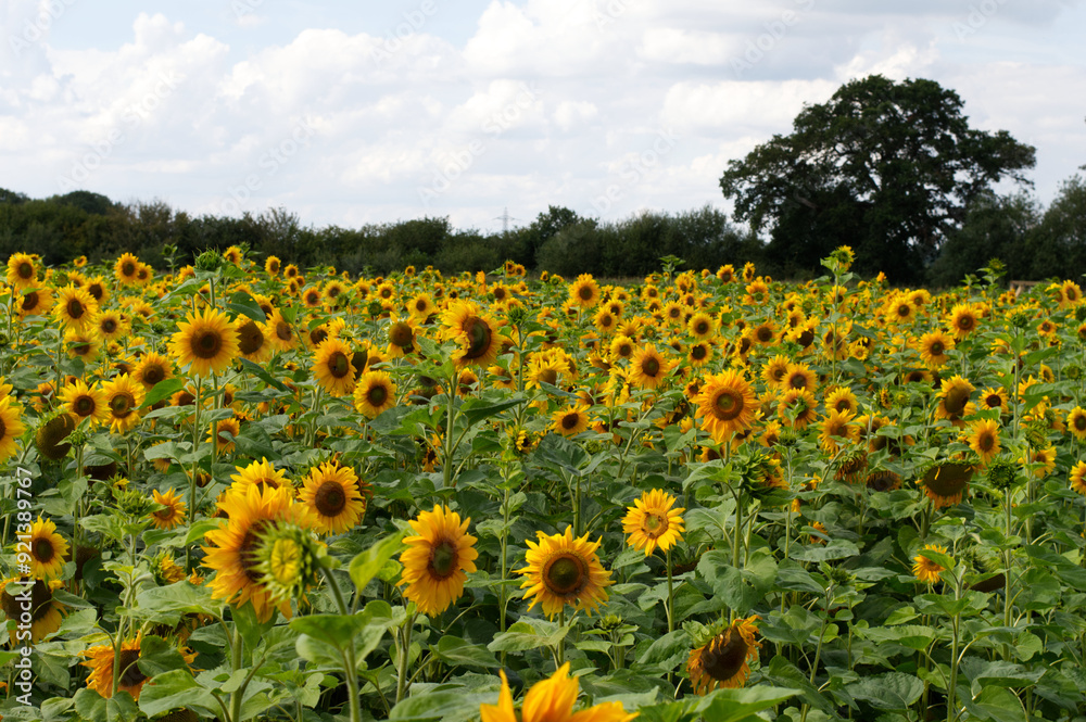 Fototapeta premium Sunflower field, Hampshire, England