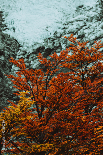 autumn in the forest in patagonia