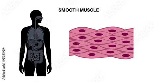 Smooth muscle tissue photo