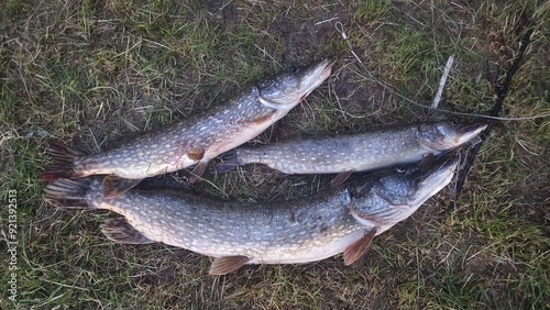 A pikes caught by a fisherman on spinning lies on dry grass on the river bank. They are already put on the metal carabiners of the kukan. Overcast summer weather photo