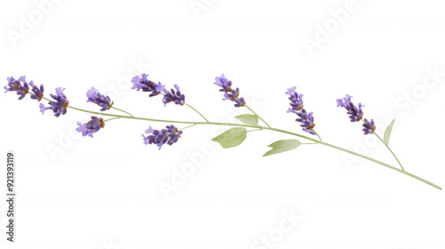 lavender herb branch isolated on white and transparent background