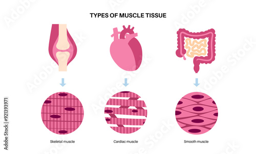 Human muscle tissues