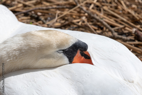 Head shot of a mute swan (cygnus olor) sleeping photo