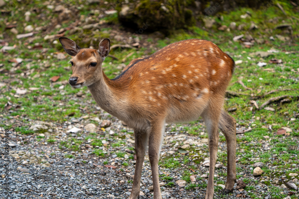 Wild Sika Deer Wild Sika Deer