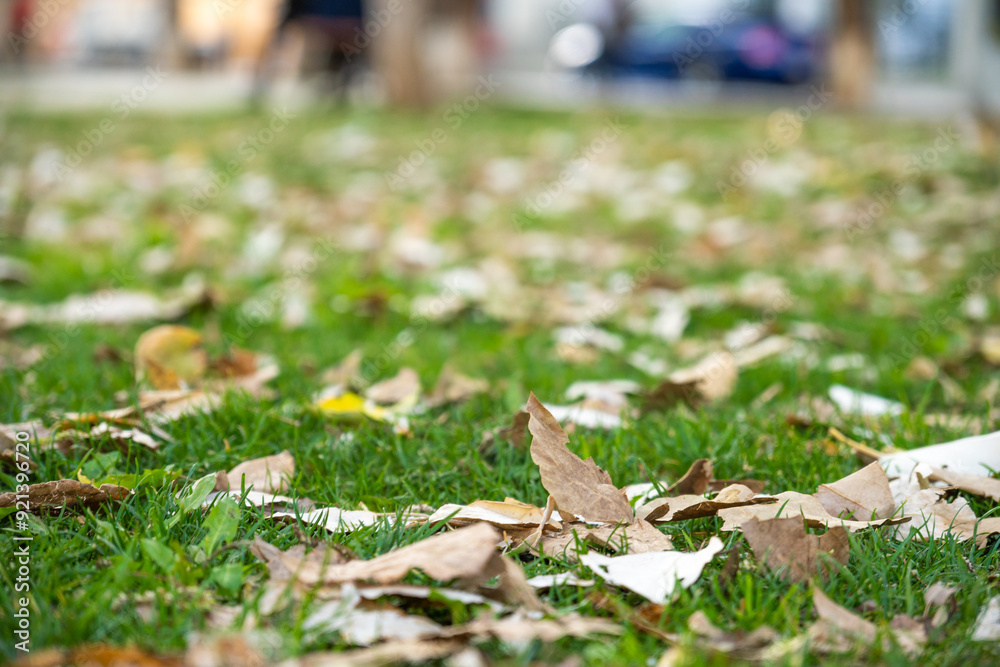 fallen leaves on the lawn of a public park in autumn, climate change