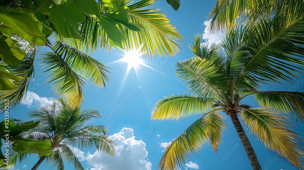 Bright sunlight shines through palm trees on a clear tropical day Bright sunlight shines through palm trees on a clear tropical day